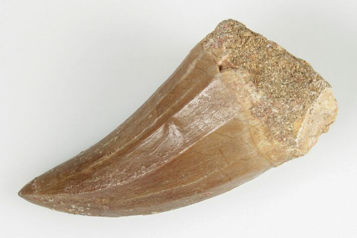 1.9" Fossil Mosasaur (Mosasaurus) Tooth - Morocco
